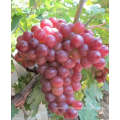 2019 new season xinjiang grape export sweet red grape wholesale